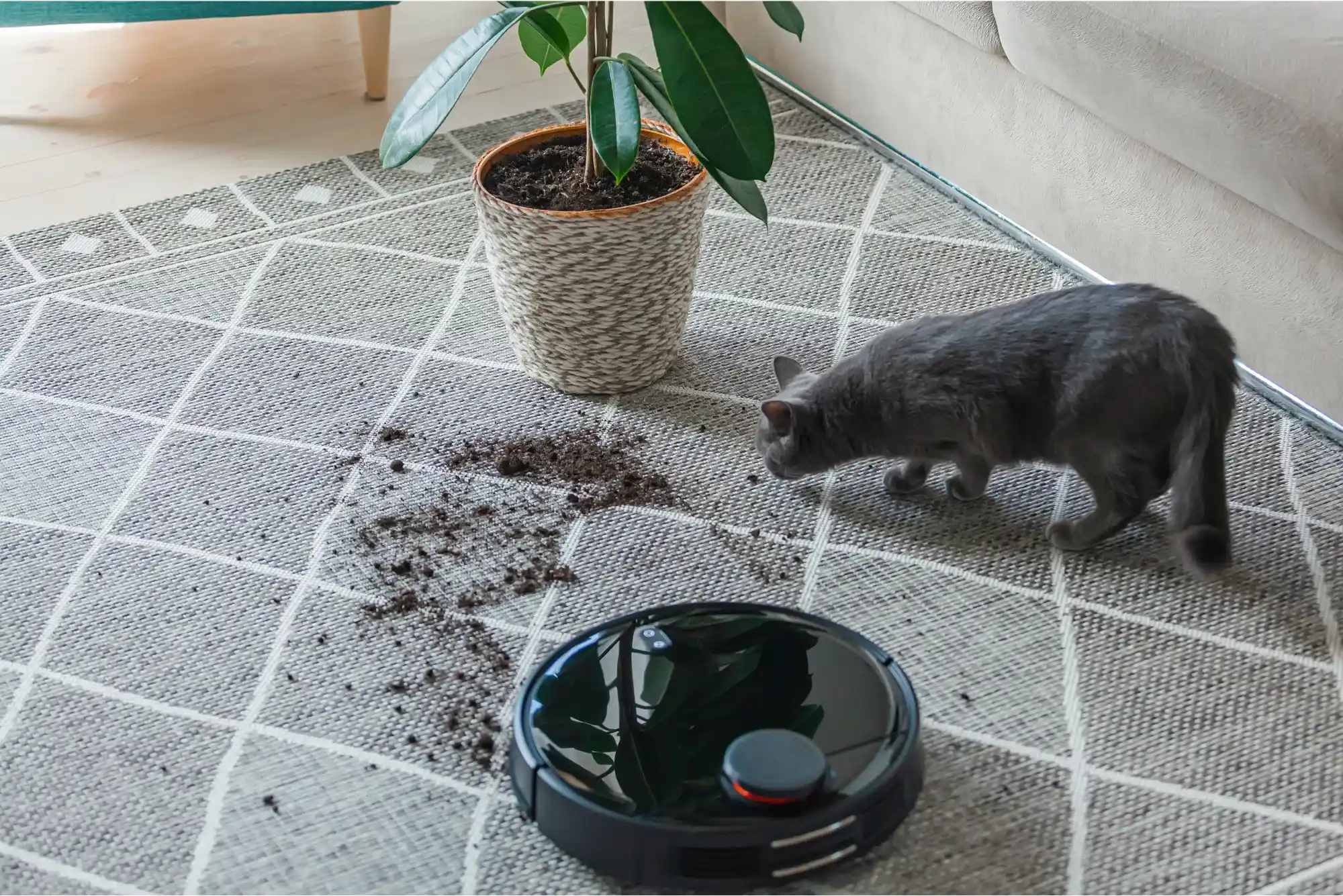 Cleaning for Pet Owners