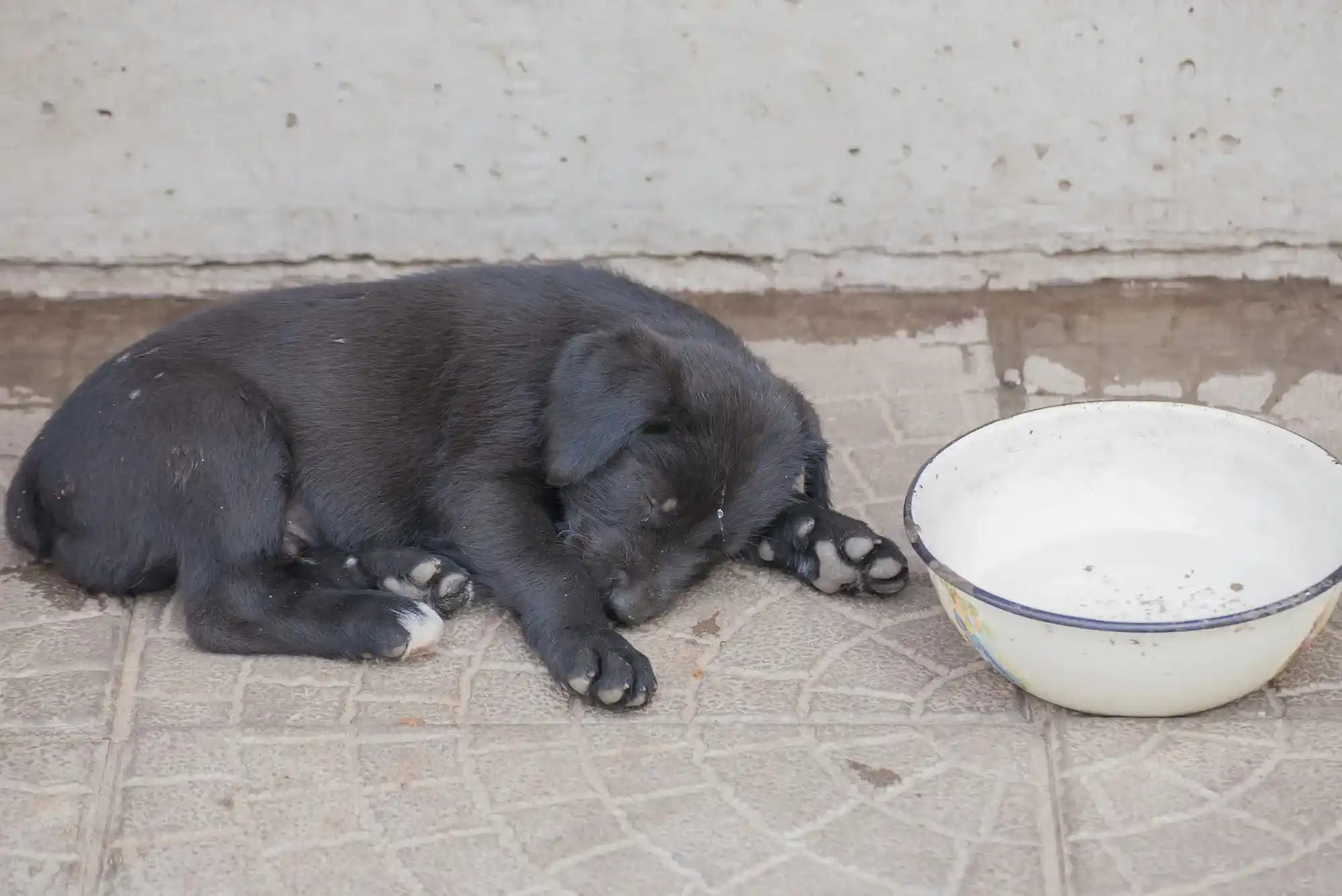 Cleaning for Pet Owners
