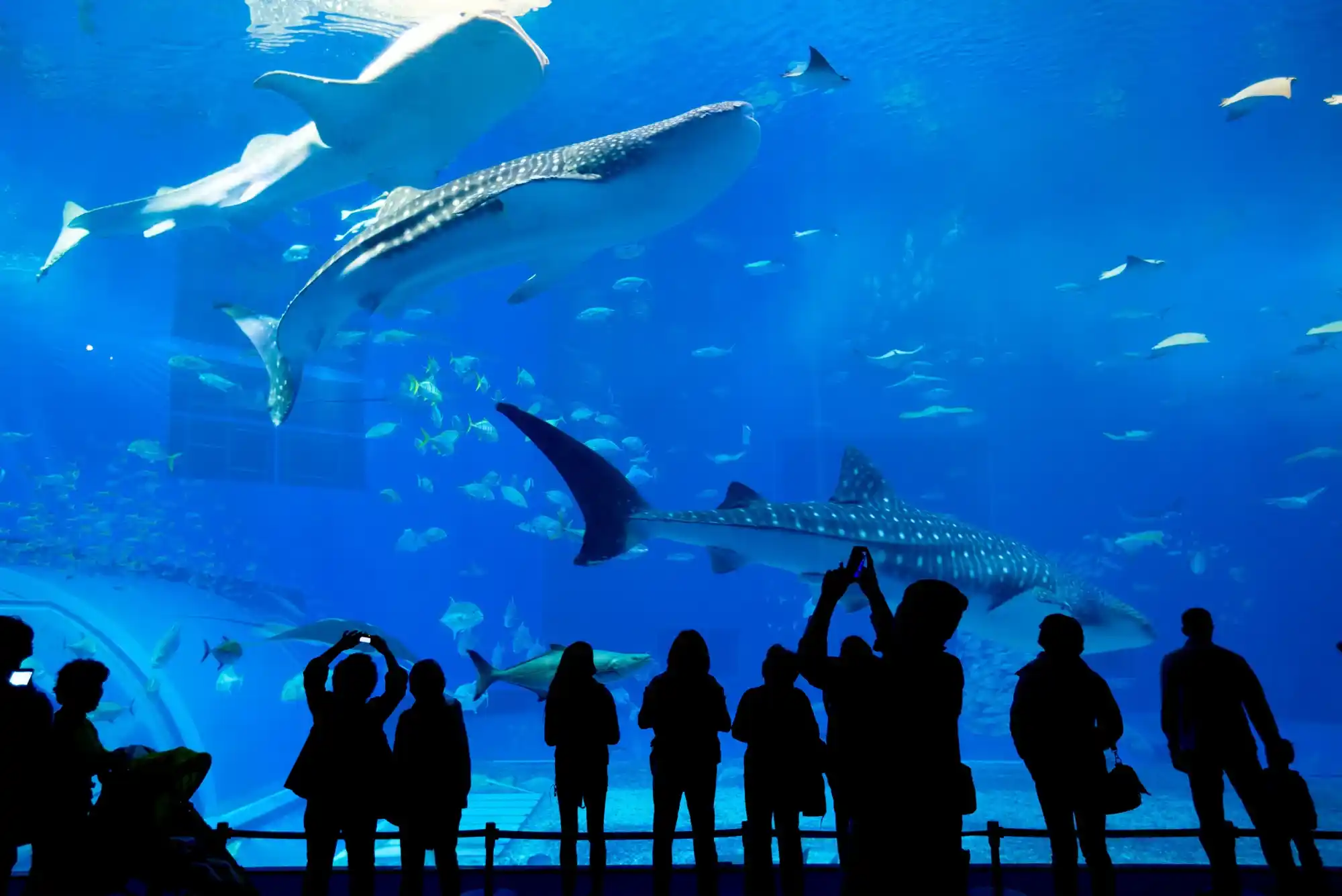 How Long Is Tour Of Dubai Mall Aquarium