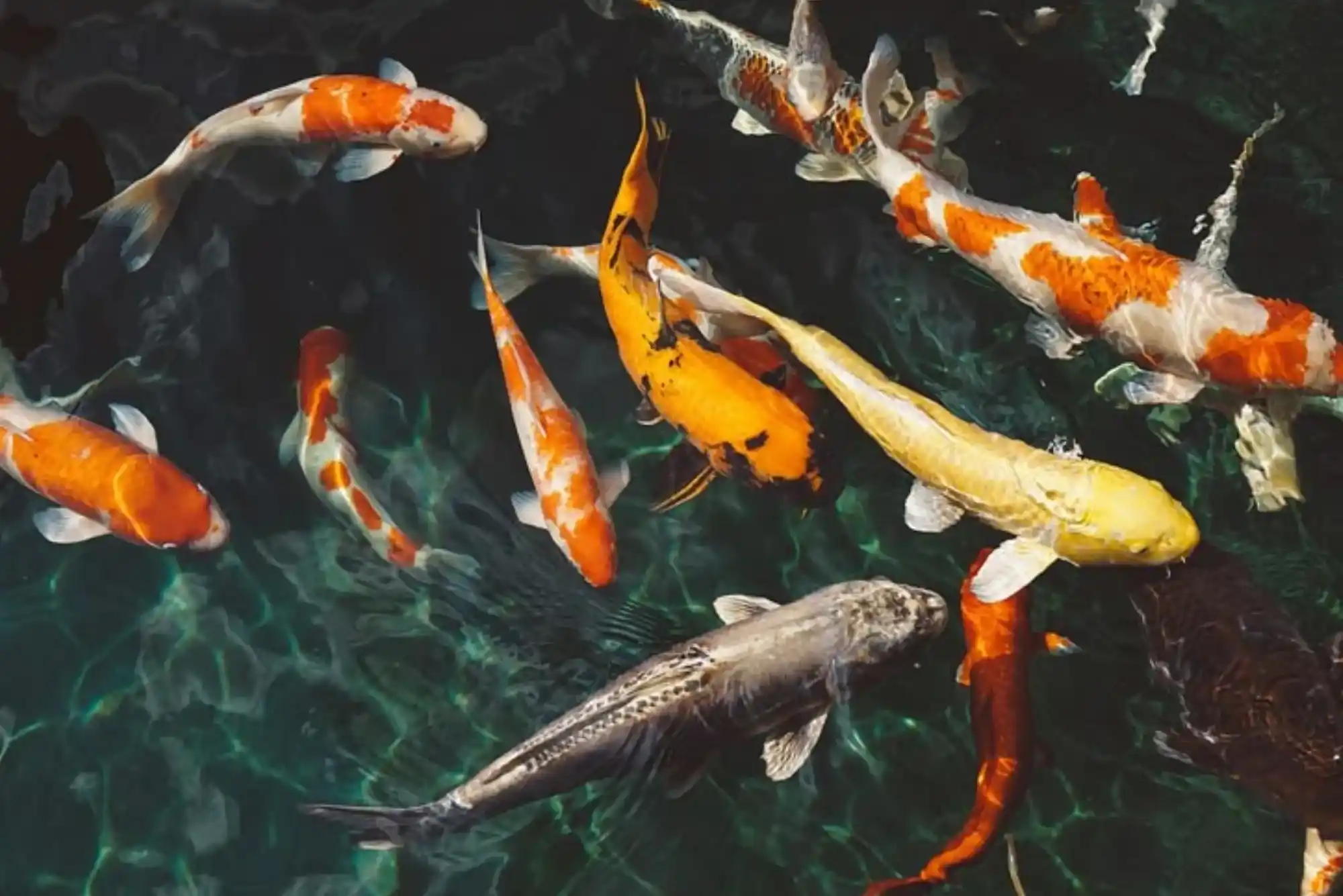 Easy Ways to Maintain Koi Fish in Dubai