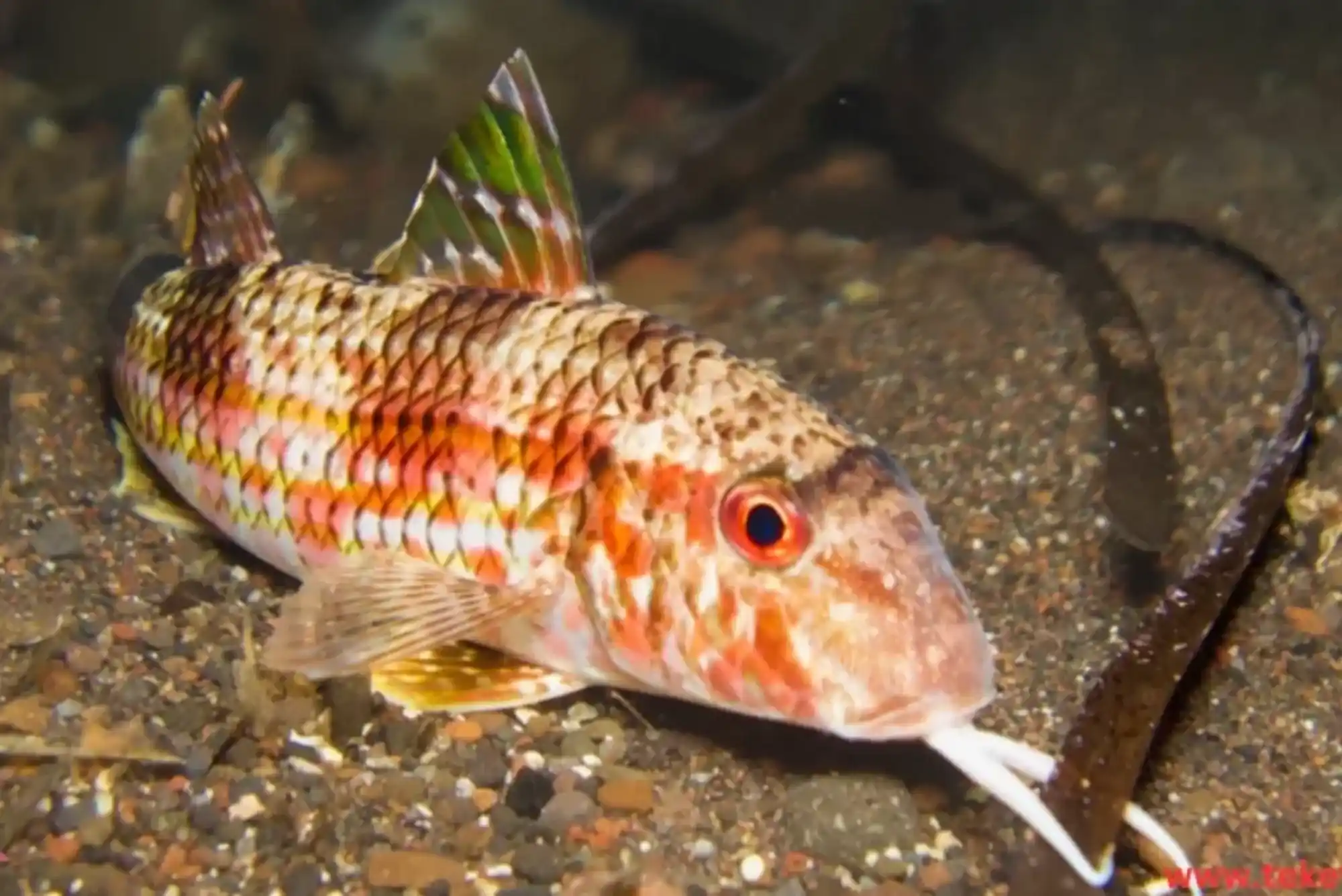 How to Choose Fresh Sultan Fish Dubai | Buy Quality Sultan Fish Easily