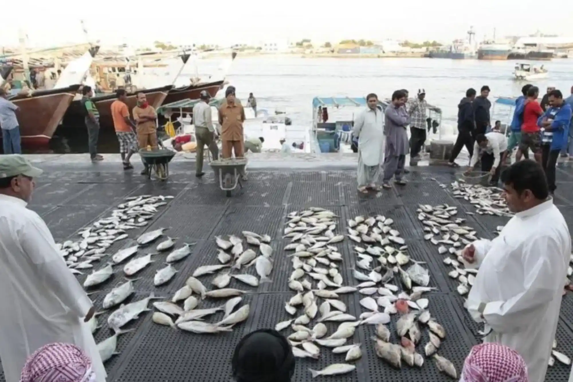How to Buy Fresh Catch at Ajman Fish Market Without Overpaying