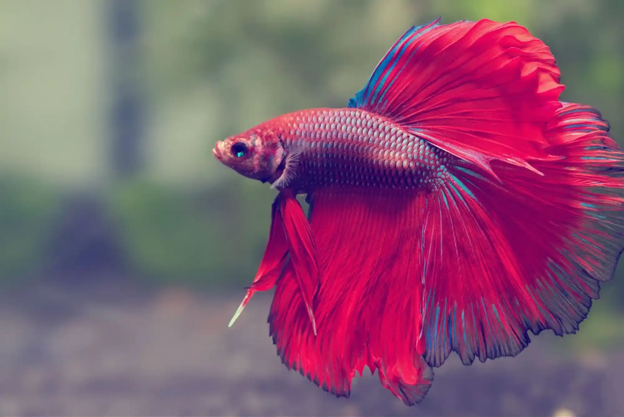 How to Care for Betta Fish in Dubai’s Climate