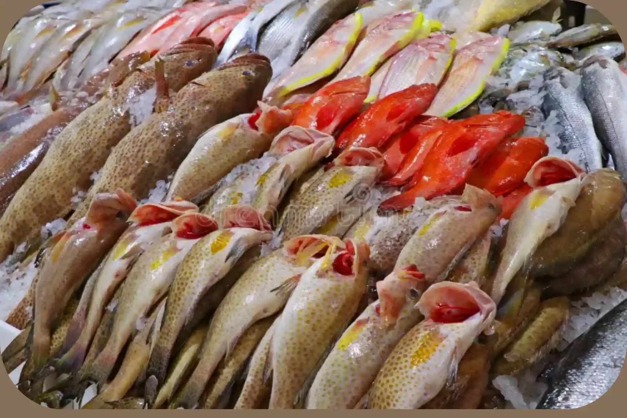 How to Cook Hamour Fish Benefits in UAE Episode